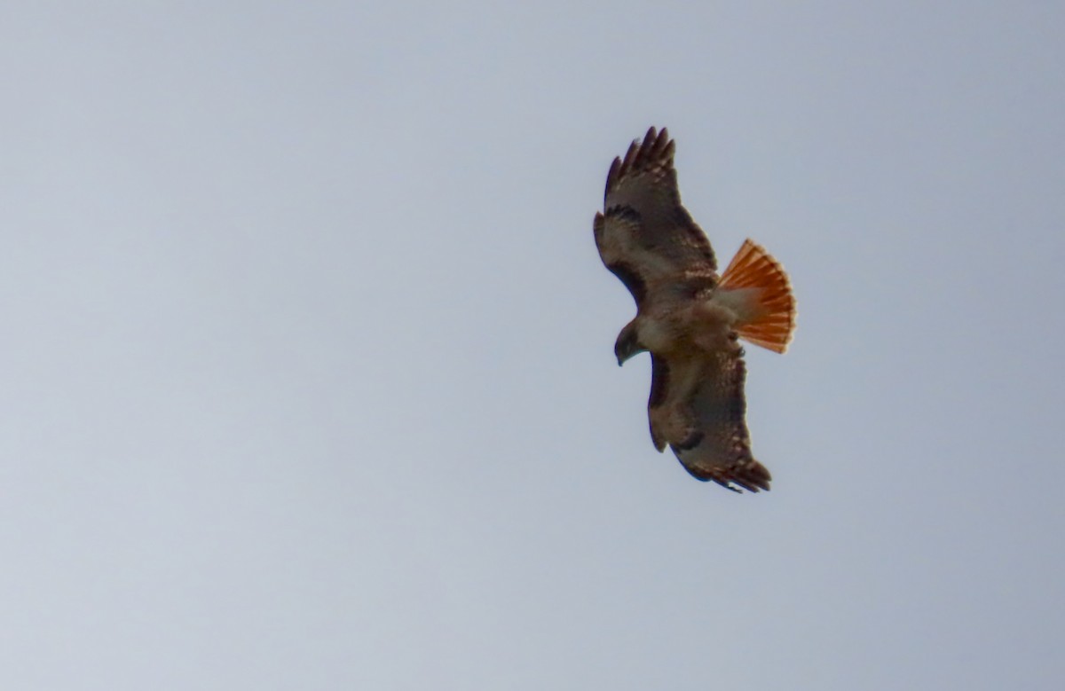Red-tailed Hawk - ML642876364