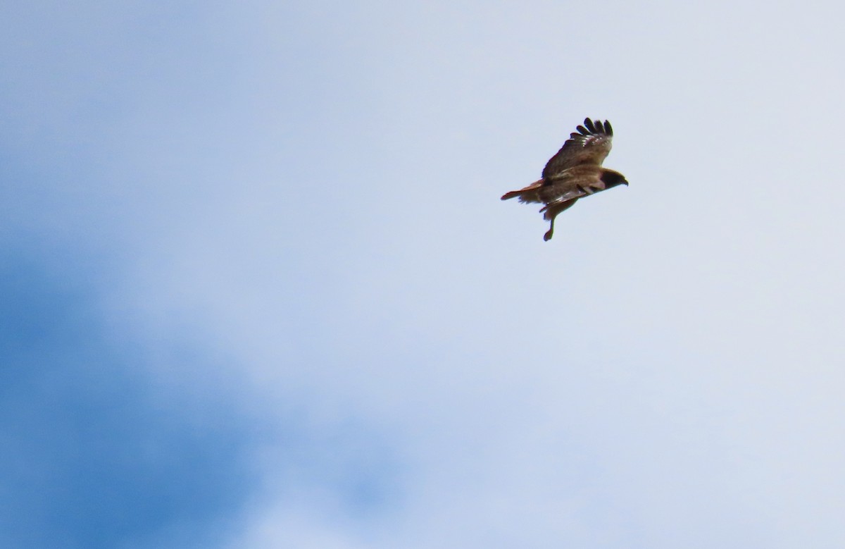Red-tailed Hawk - ML642876372
