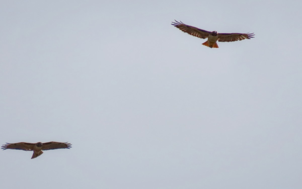 Red-tailed Hawk - ML642876385