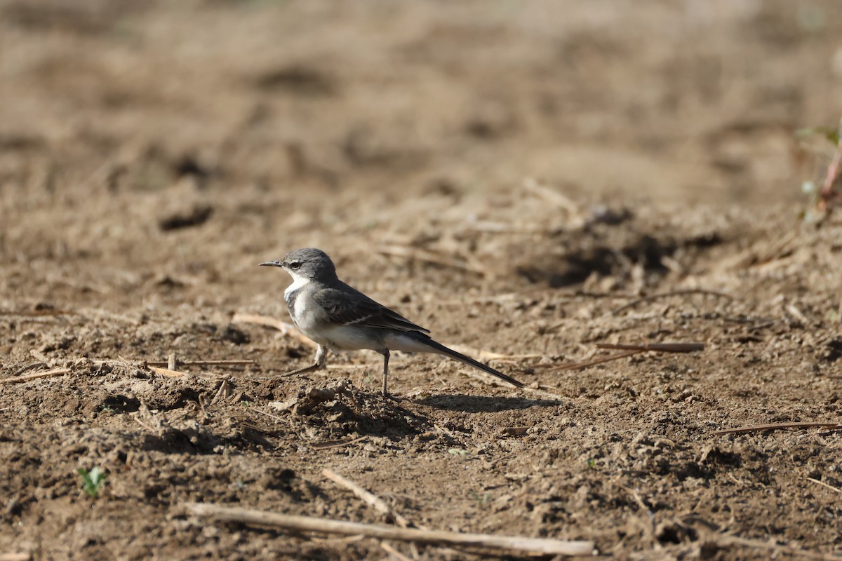 Cape Wagtail - ML642876390
