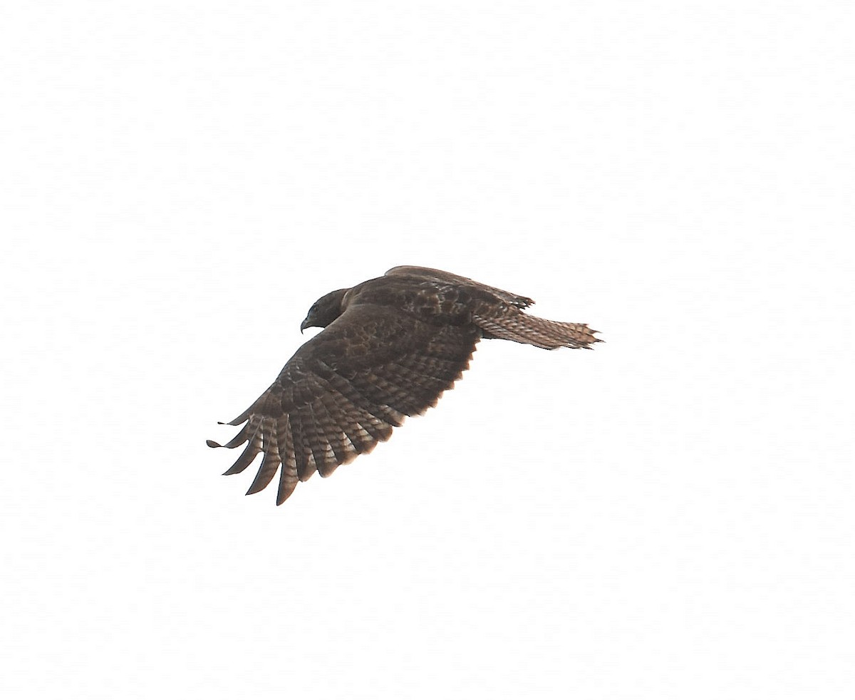 Red-tailed Hawk - ML642876392