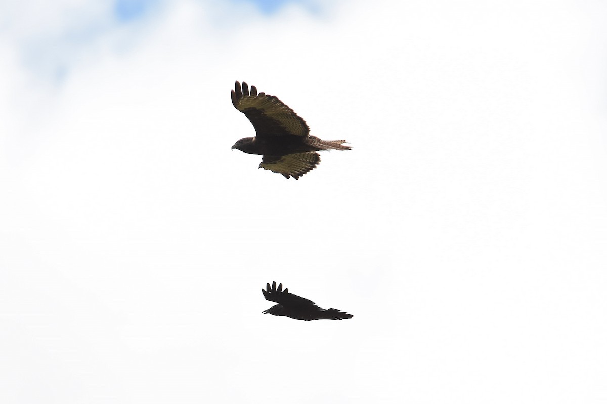 Red-tailed Hawk - ML642876393