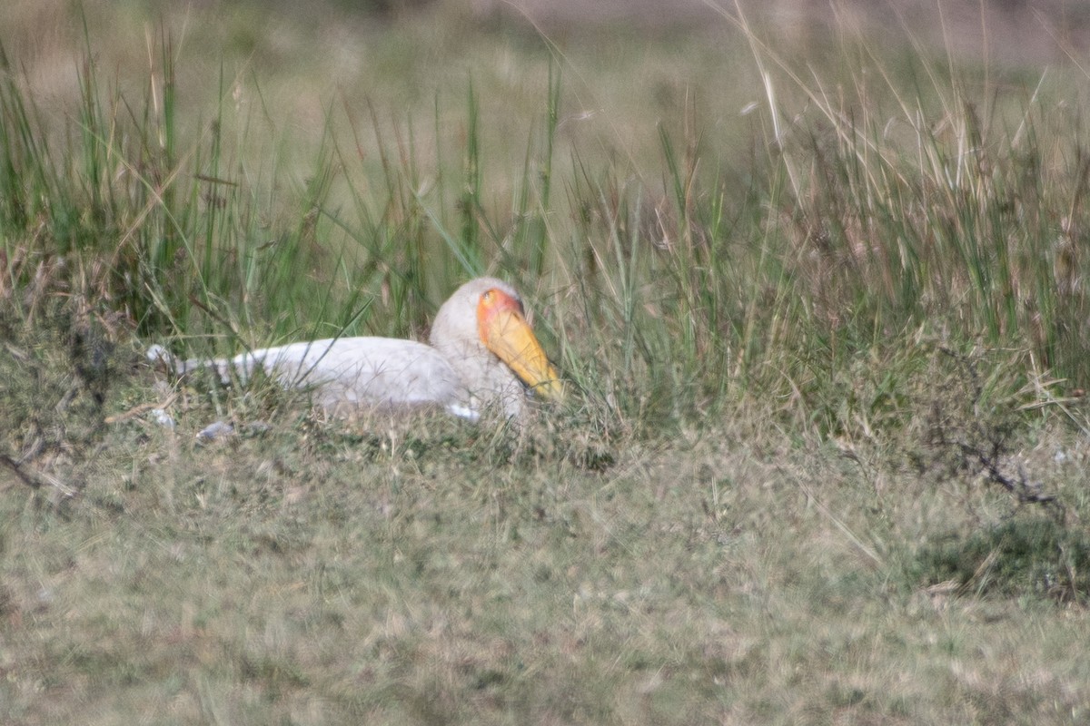 Tantale ibis - ML642876394