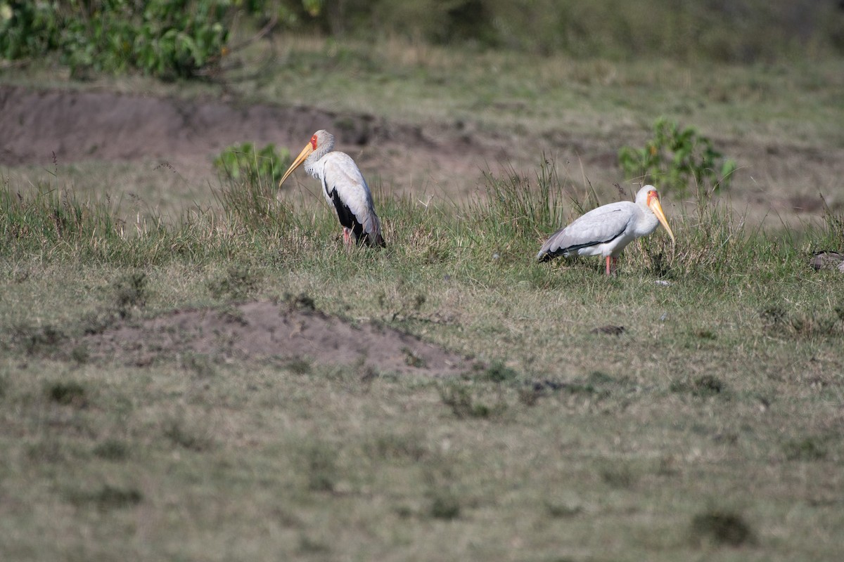 Tantale ibis - ML642876395