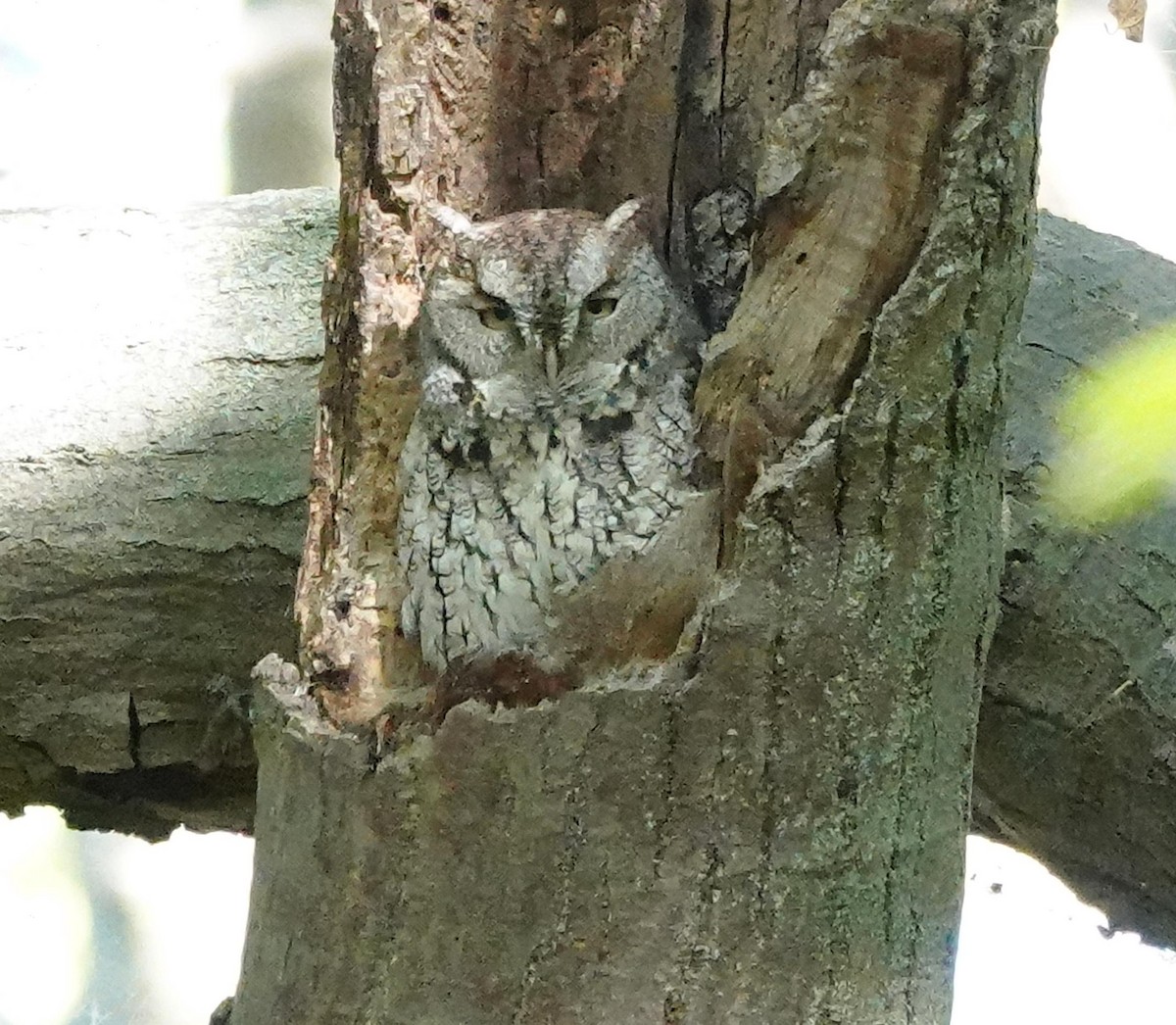 Eastern Screech-Owl - ML642876406