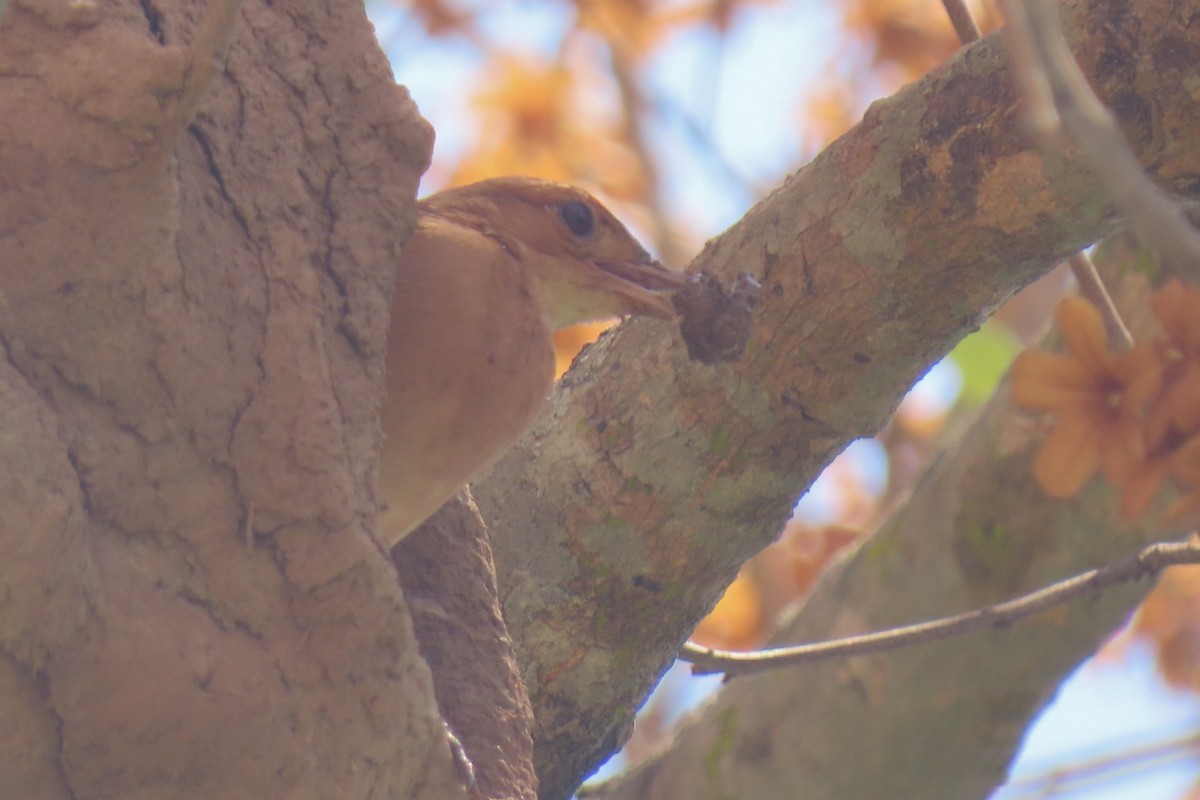 Rufous Hornero - ML642876410