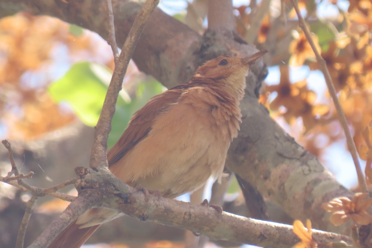 Rufous Hornero - ML642876411