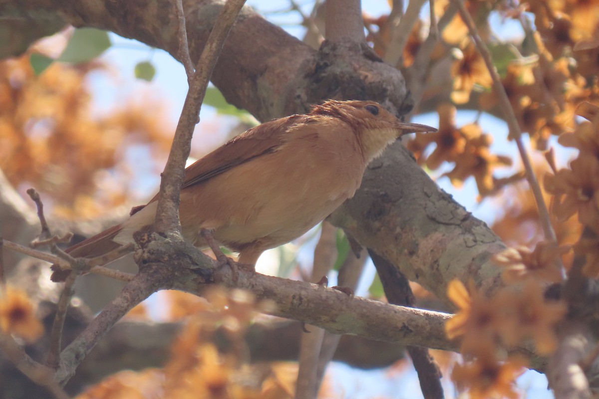 Rufous Hornero - ML642876412