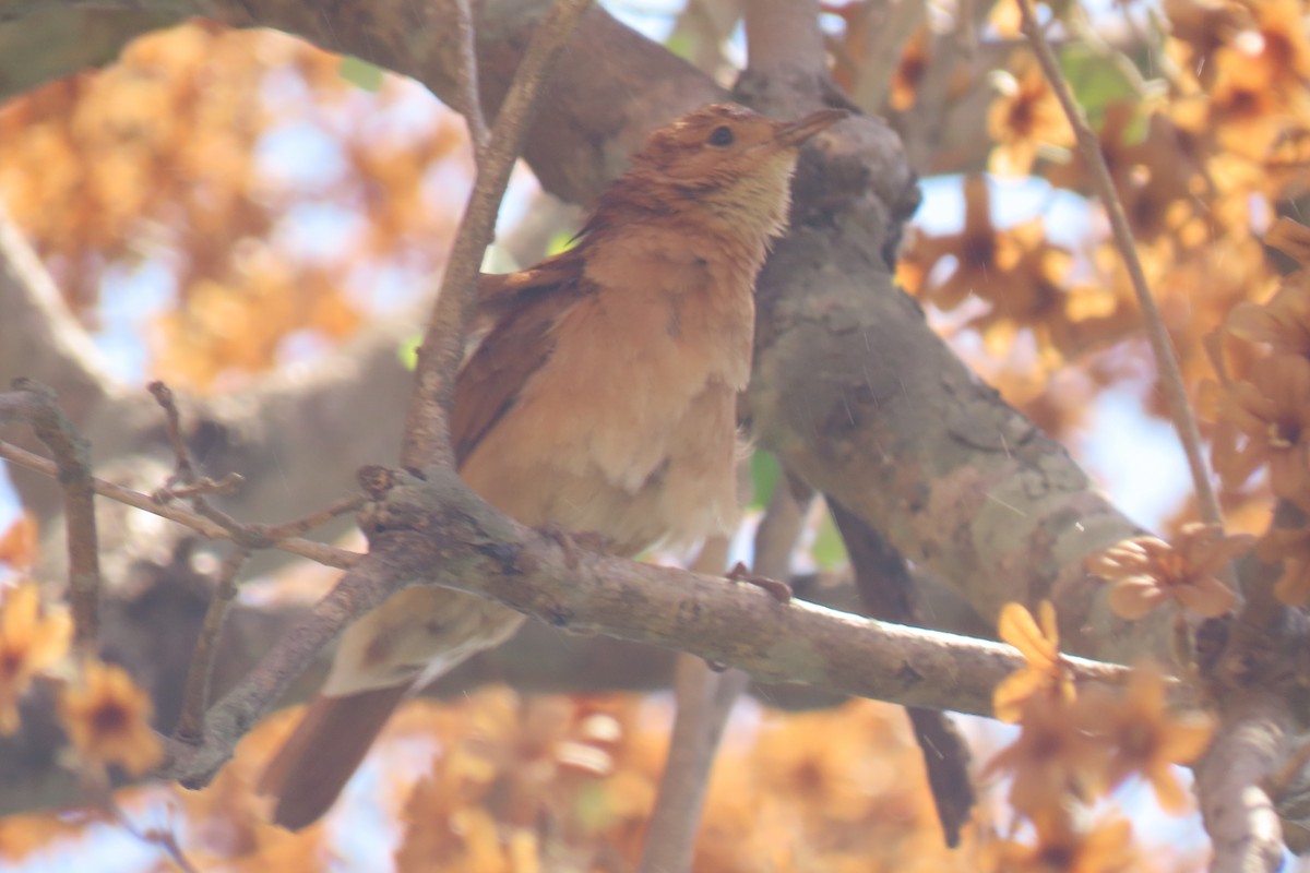 Rufous Hornero - ML642876413