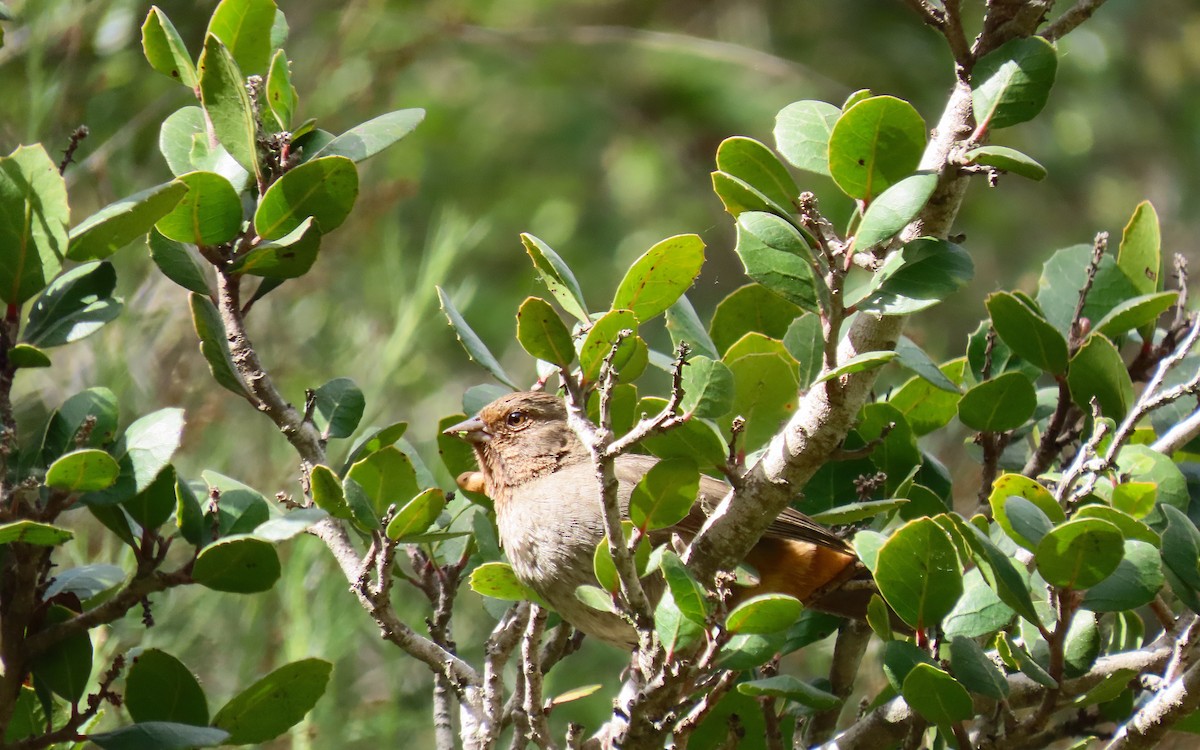 California Towhee - ML642876414