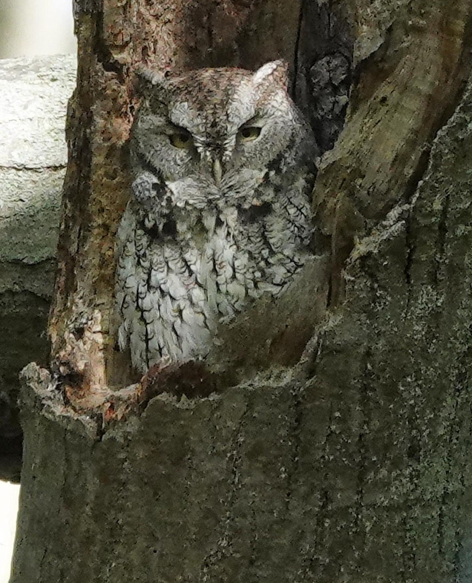 Eastern Screech-Owl - ML642876417