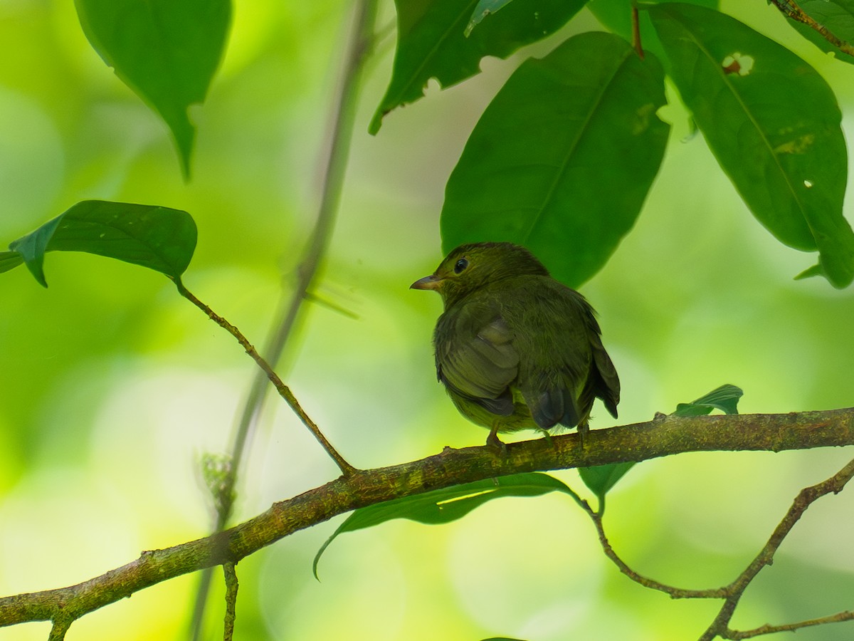 Red-capped Manakin - ML642876422