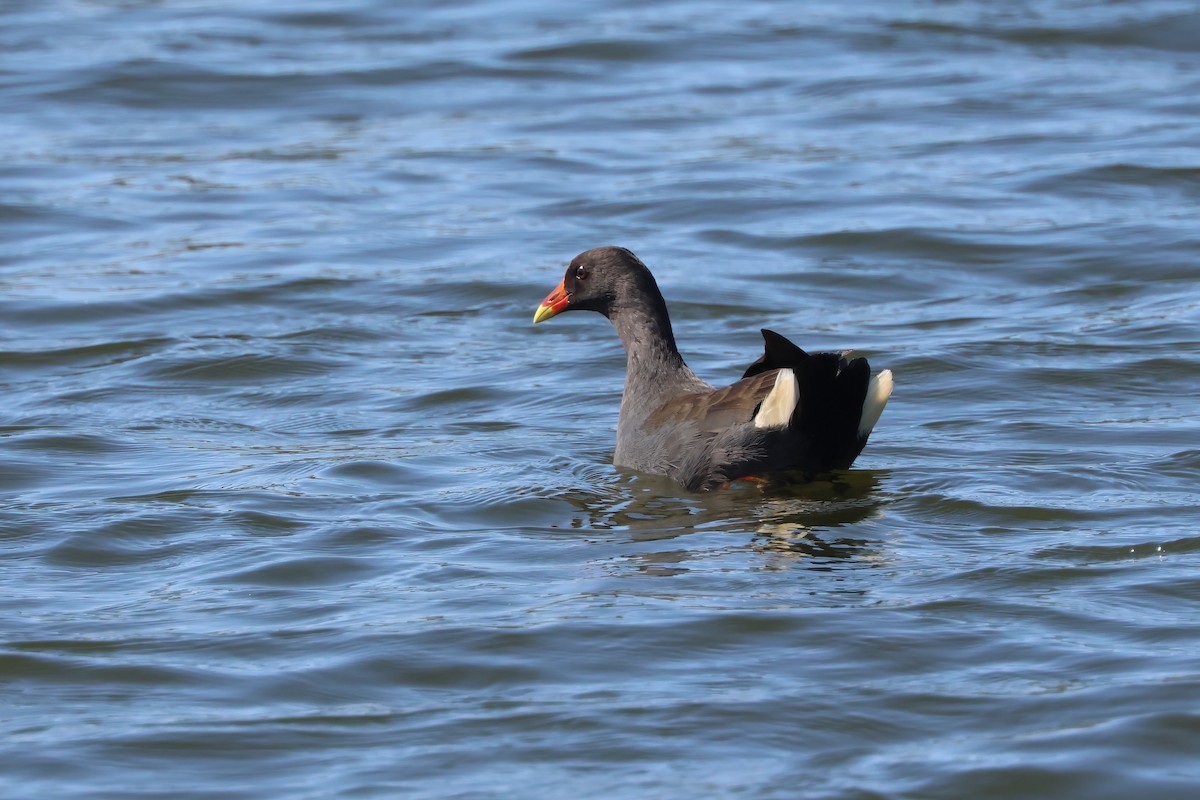 Dusky Moorhen - ML642876423