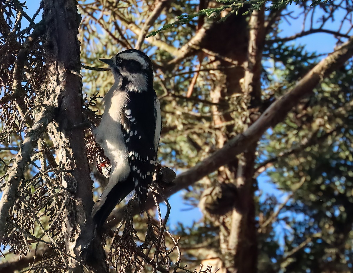 strakapoud osikový - ML642876433