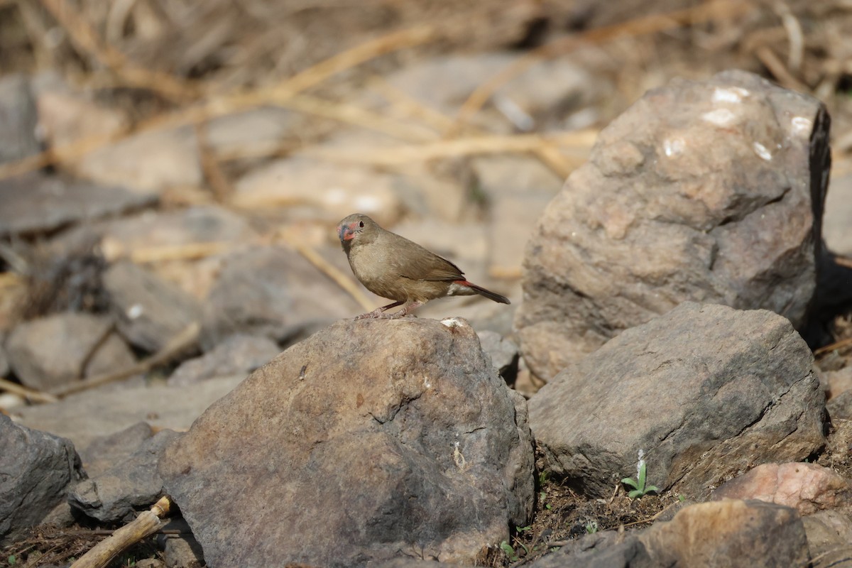 Red-billed Firefinch - ML642876440