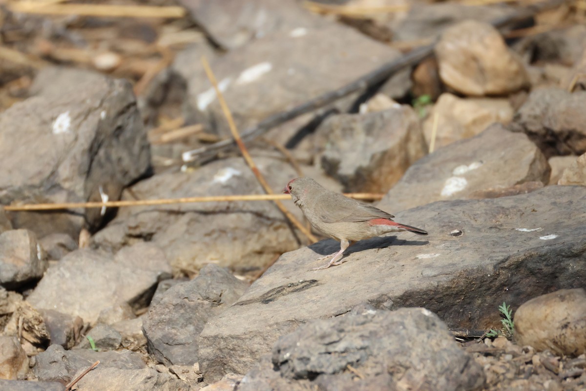 Red-billed Firefinch - ML642876441