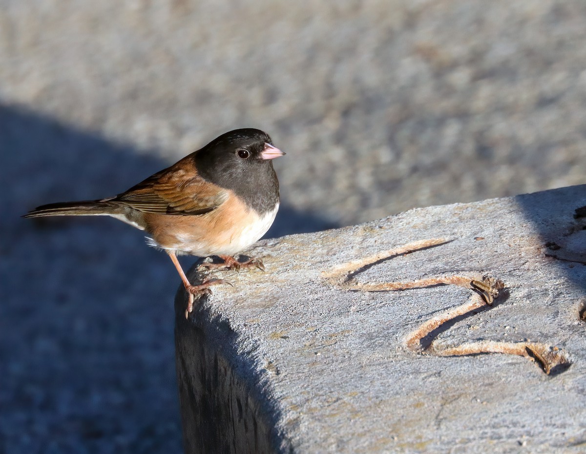 strnadec zimní - ML642876443