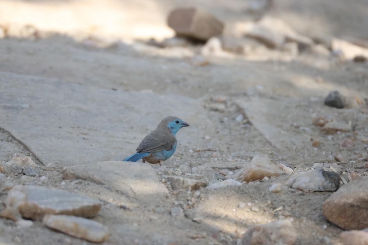 Southern Cordonbleu - ML642876451