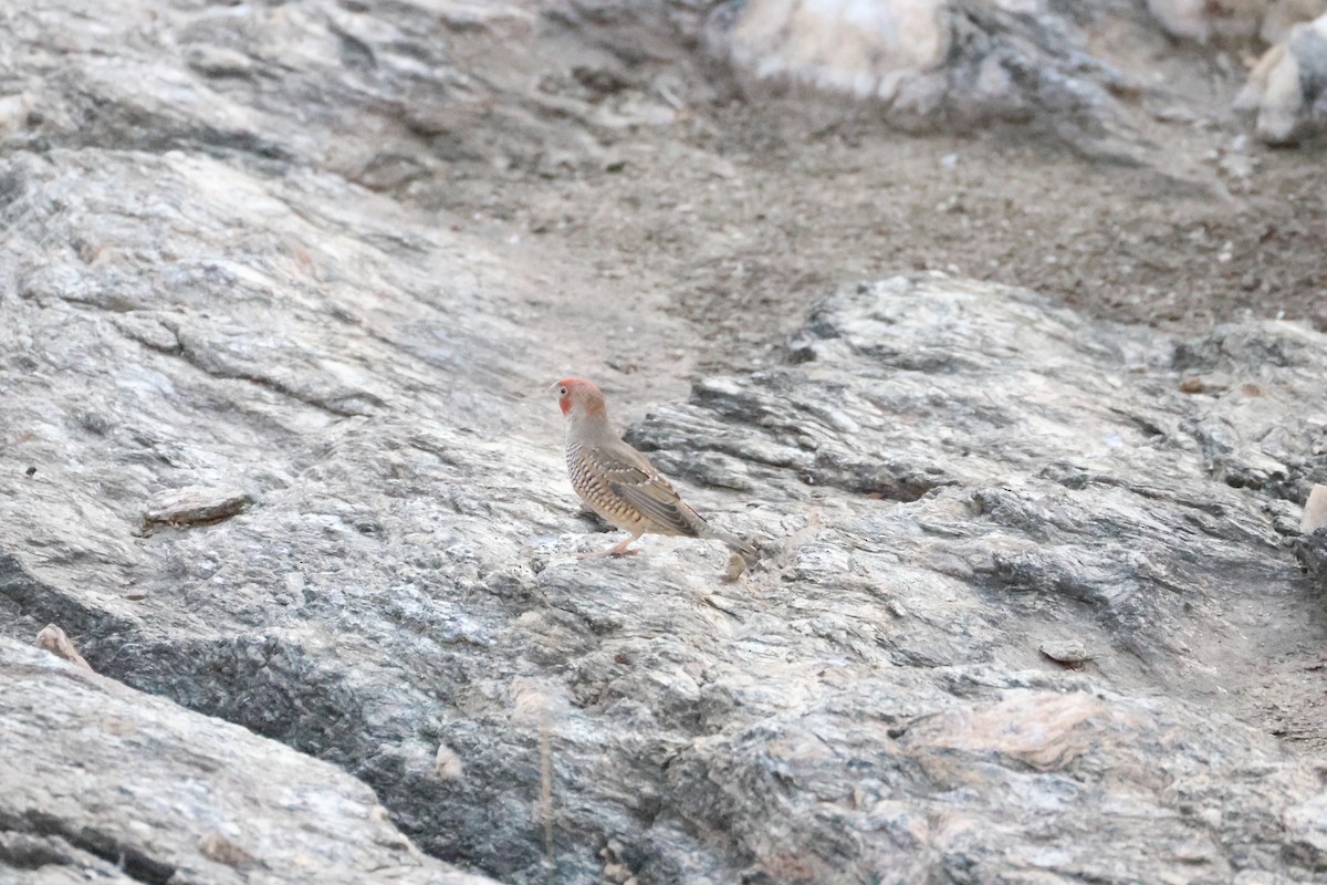 Red-headed Finch - ML642876460