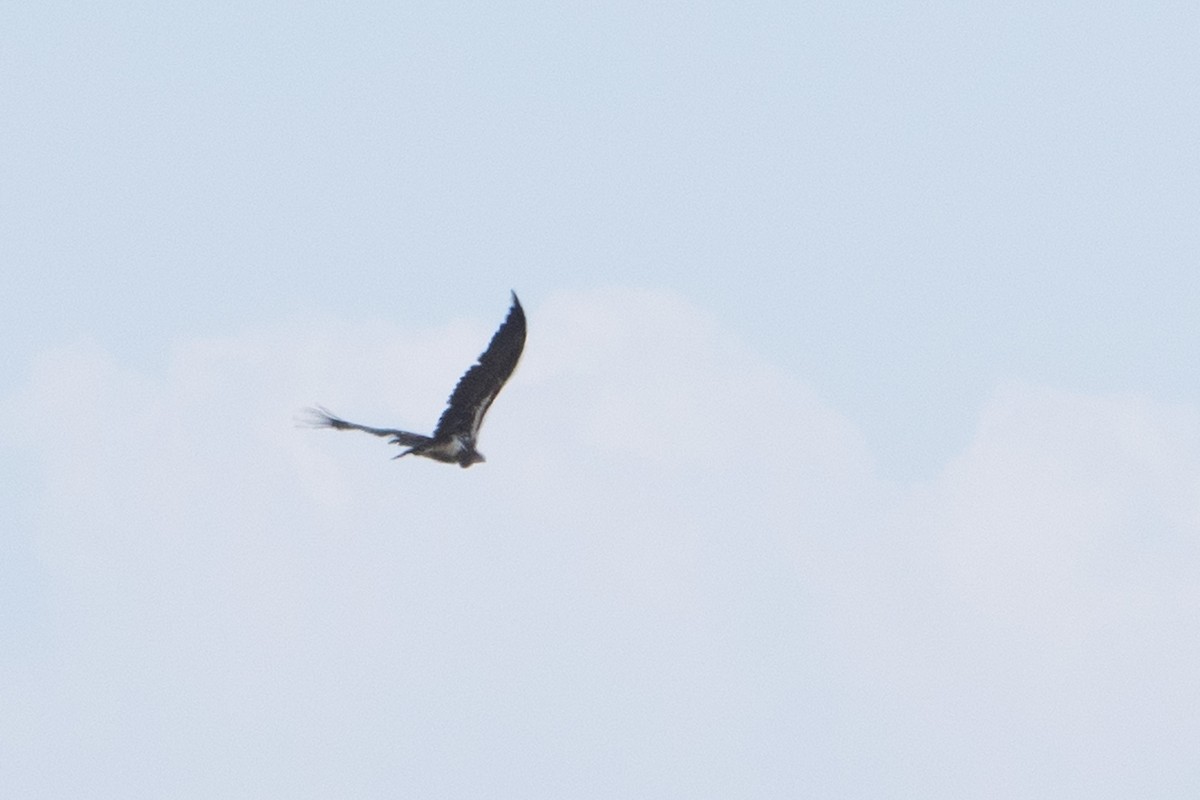 Lappet-faced Vulture - ML642876467