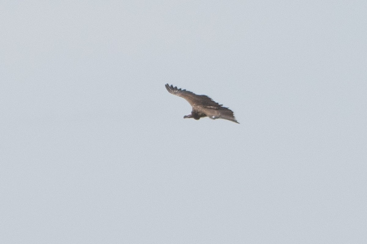 Lappet-faced Vulture - ML642876468