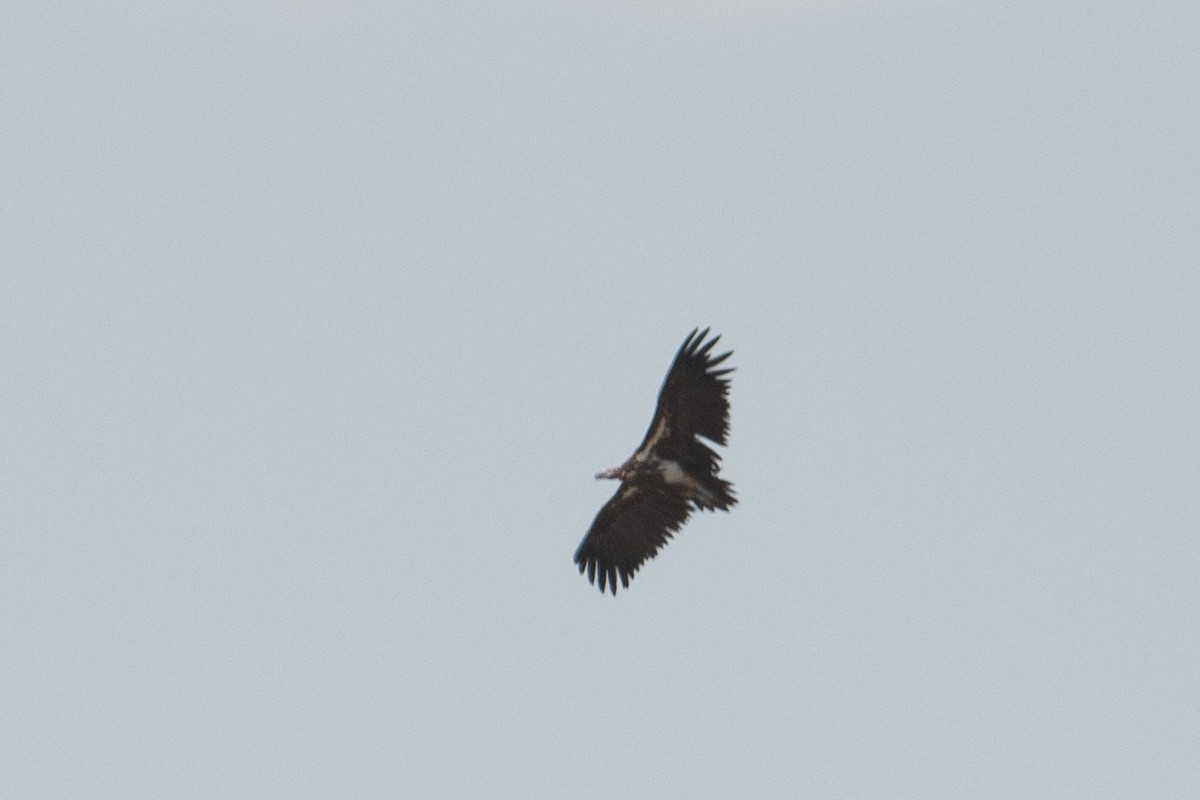 Lappet-faced Vulture - ML642876469