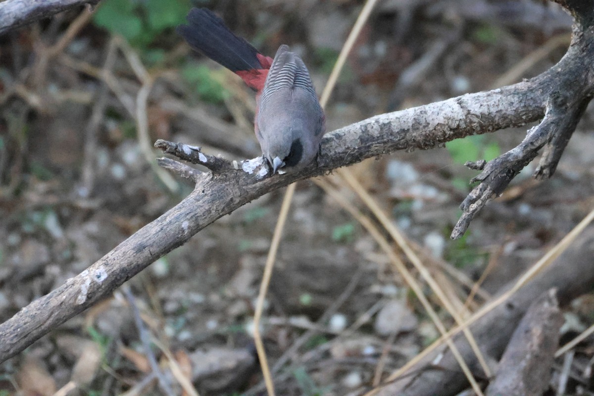 Black-faced Waxbill - ML642876480