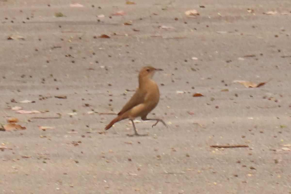 Rufous Hornero - ML642876490