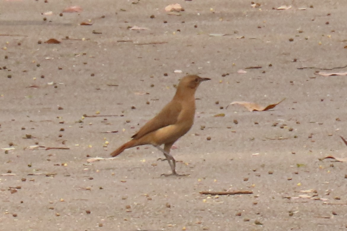 Rufous Hornero - ML642876491