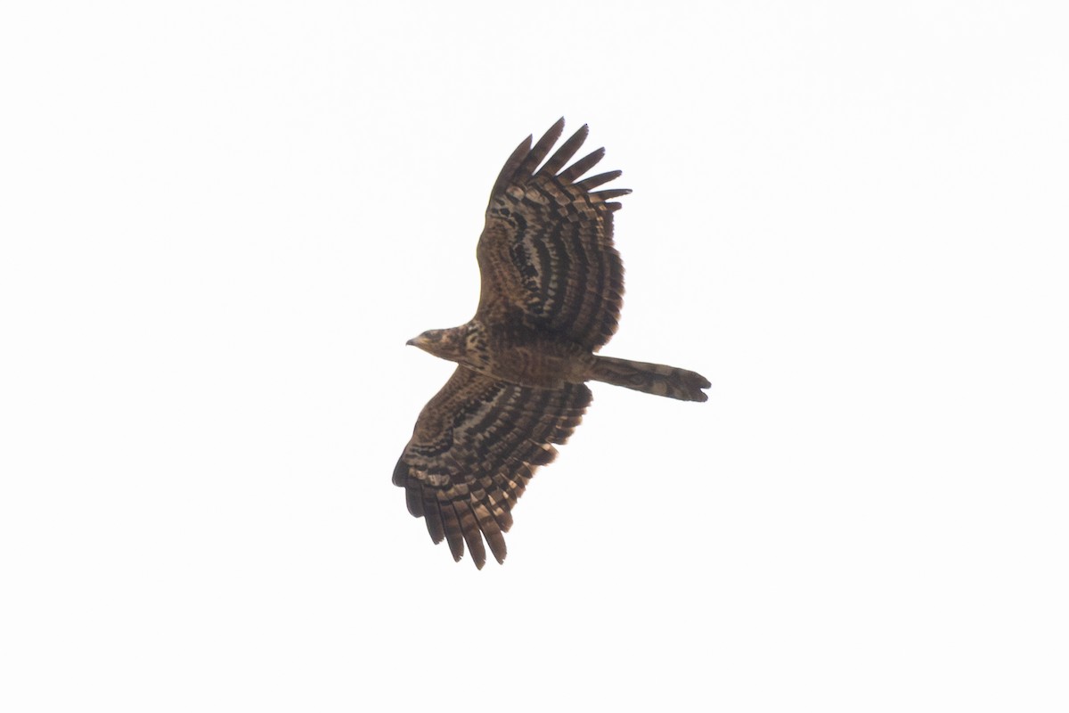 African Harrier-Hawk - ML642876500