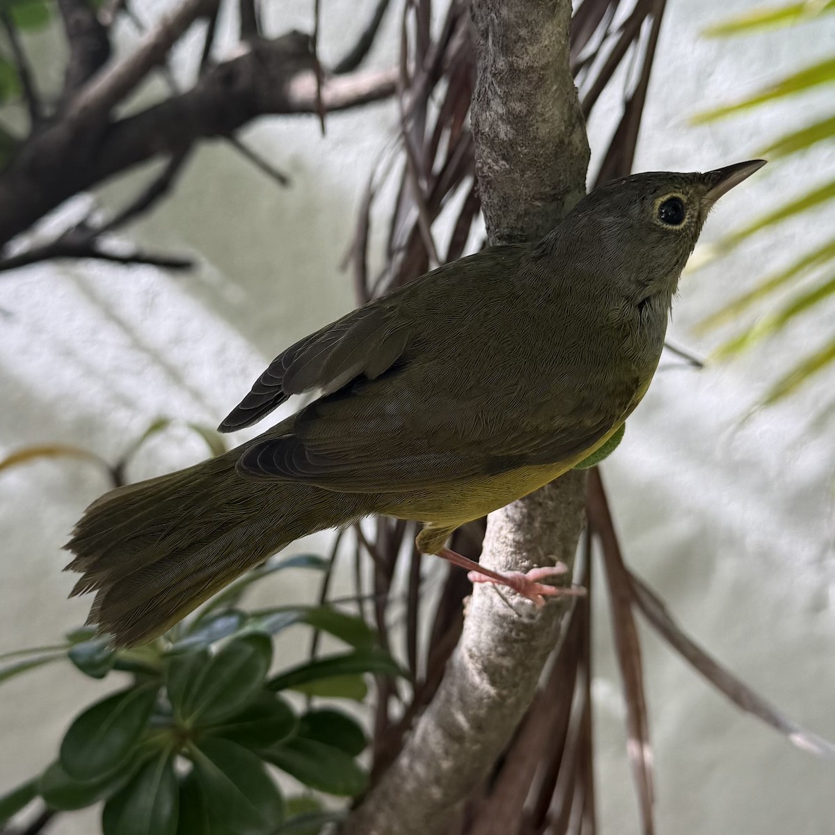Mourning Warbler - ML642876501