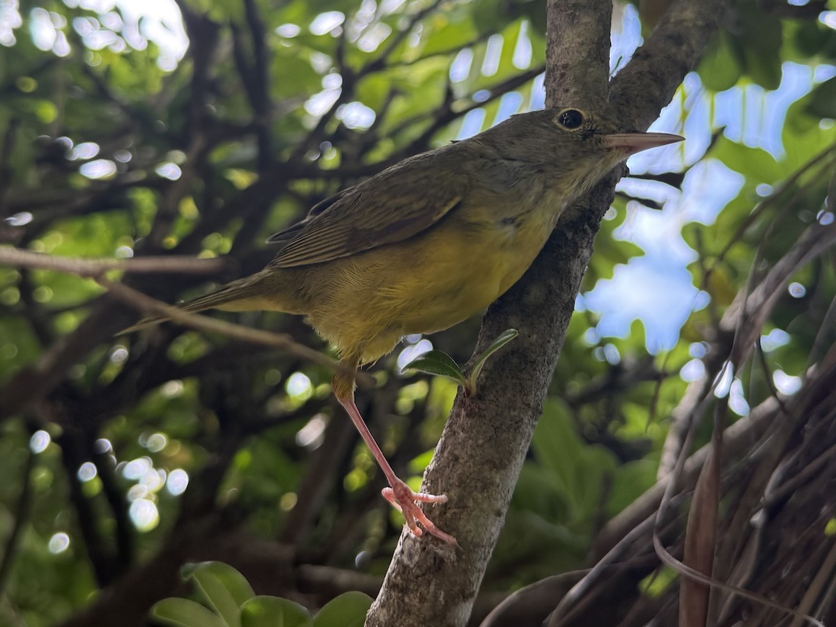 Mourning Warbler - ML642876502