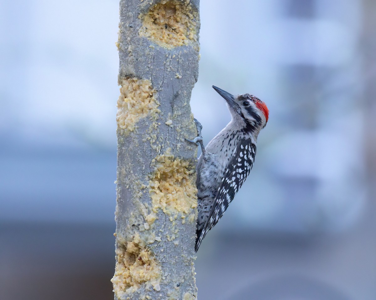Ladder-backed Woodpecker - ML642876503