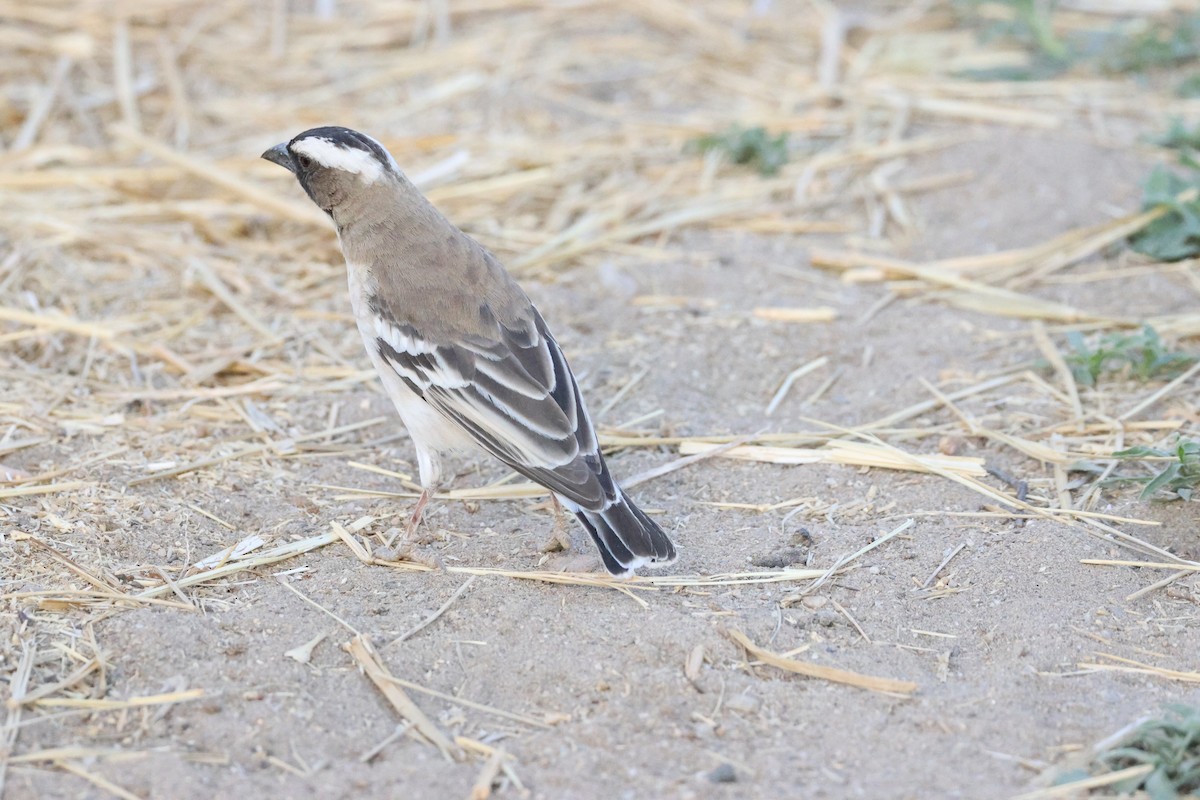White-browed Sparrow-Weaver - ML642876509