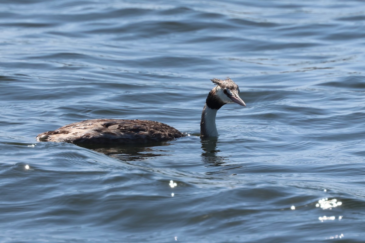 Great Crested Grebe - ML642876514