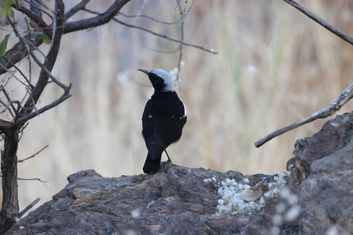 Mountain Chat - ML642876528