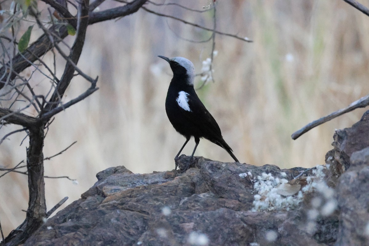 Mountain Chat - ML642876529
