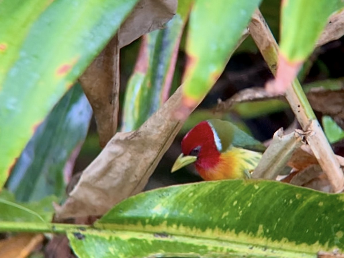 Red-headed Barbet - ML642876535