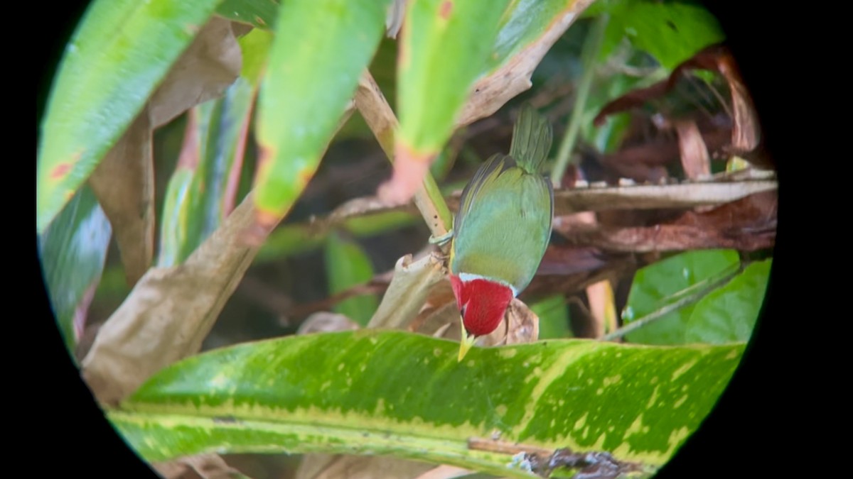 Red-headed Barbet - ML642876536