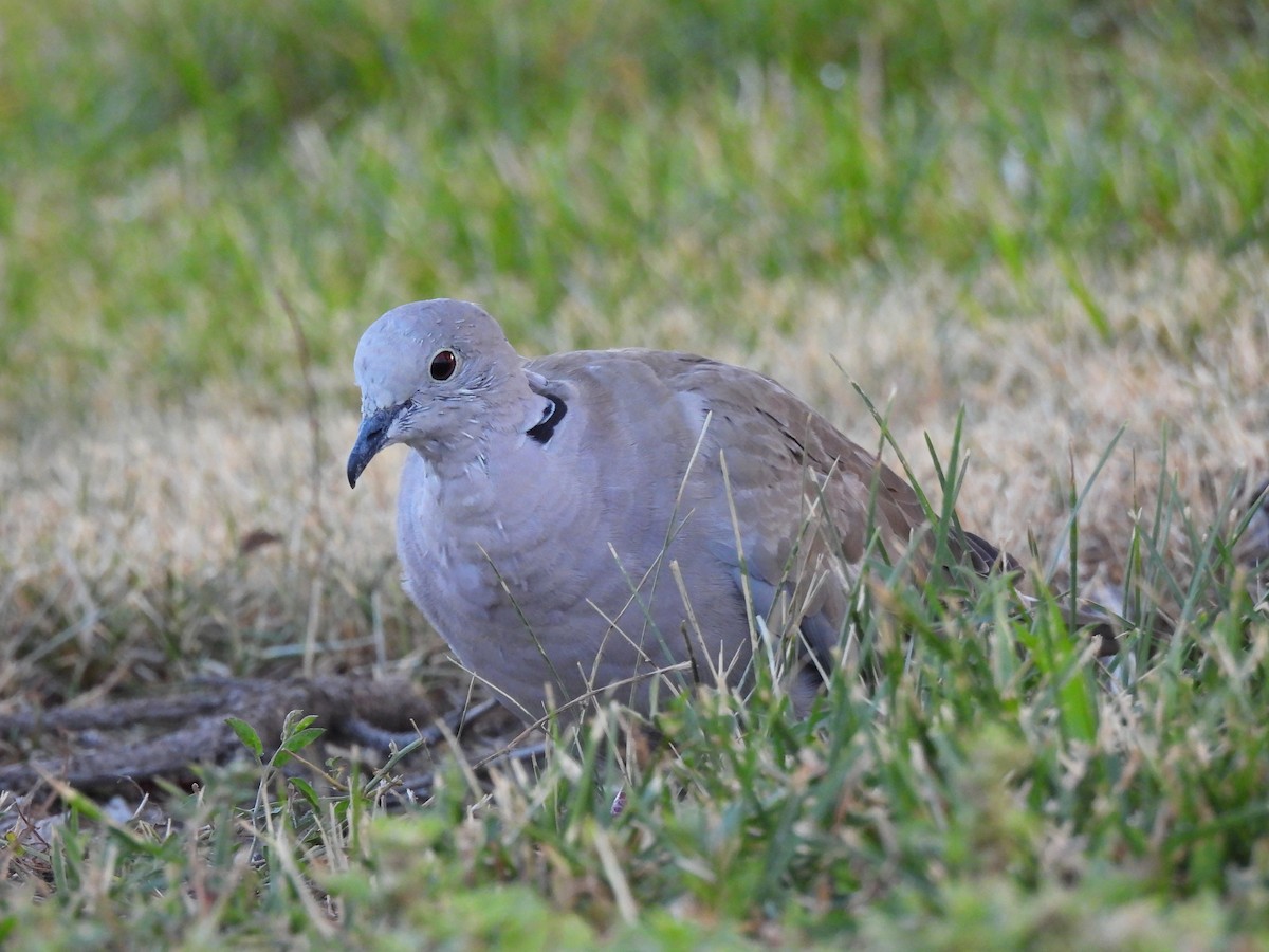 Eurasian Collared-Dove - ML642876544