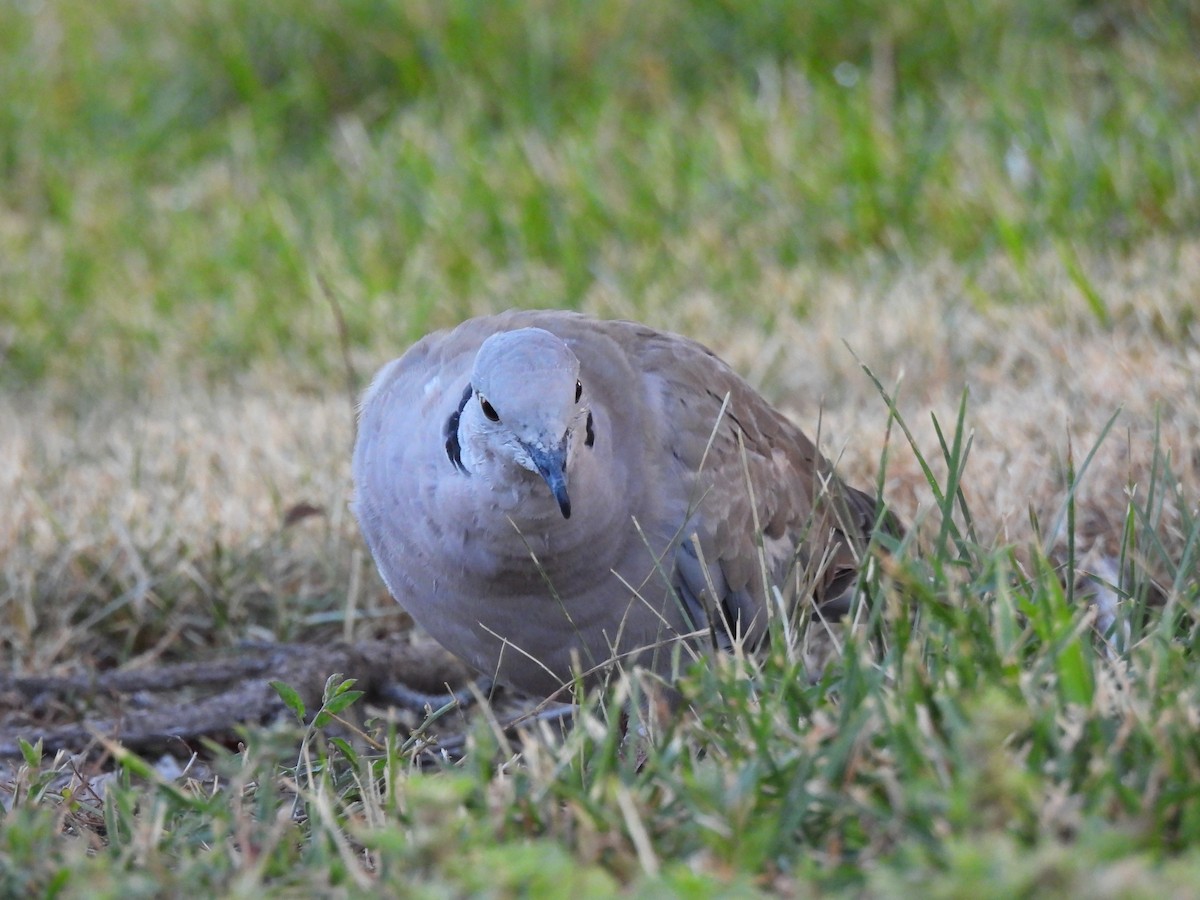 Eurasian Collared-Dove - ML642876545