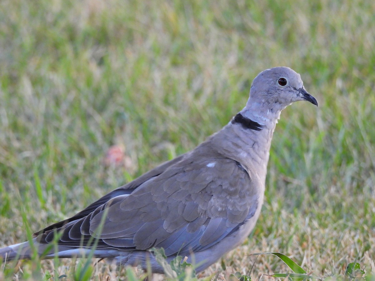 Eurasian Collared-Dove - ML642876546