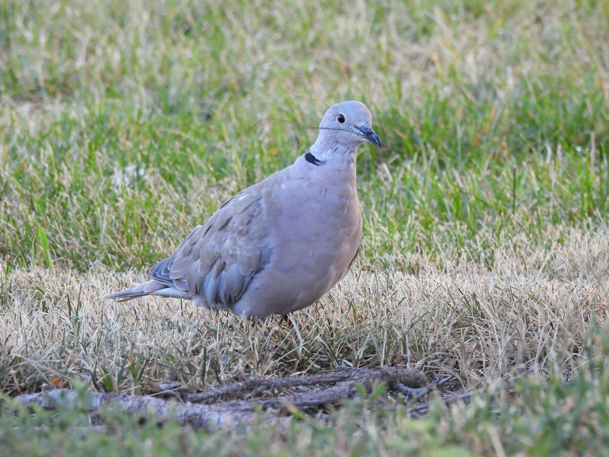 Eurasian Collared-Dove - ML642876547