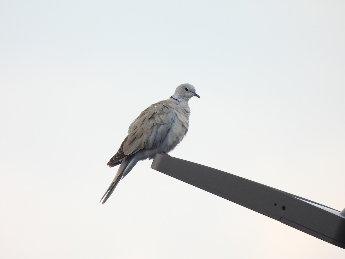 Eurasian Collared-Dove - ML642876548