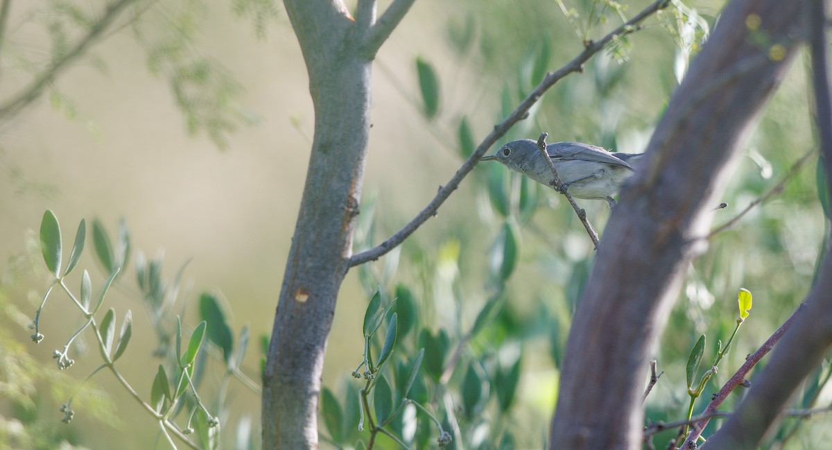 Blue-gray Gnatcatcher (Western) - ML642876549