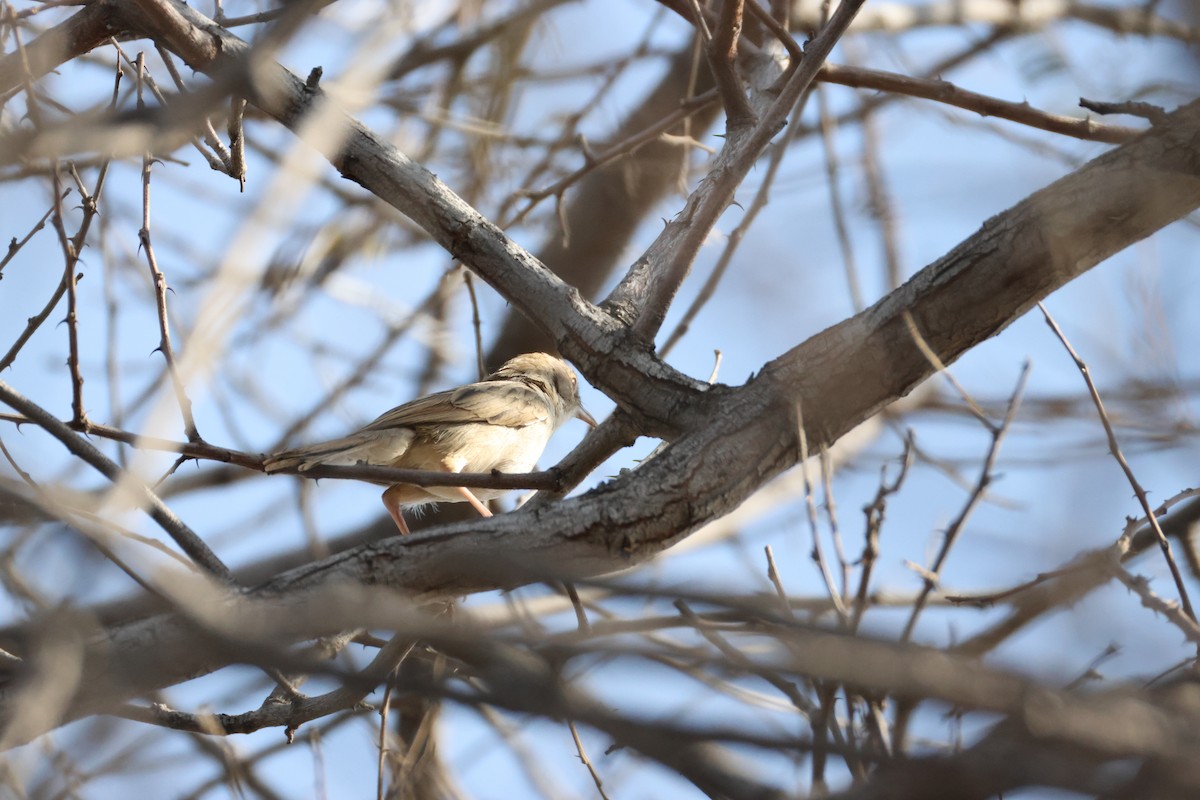 Kalahari Scrub-Robin - ML642876550