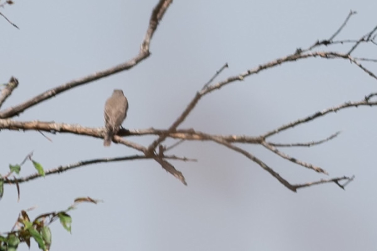 Dark Chanting-Goshawk - ML642876551