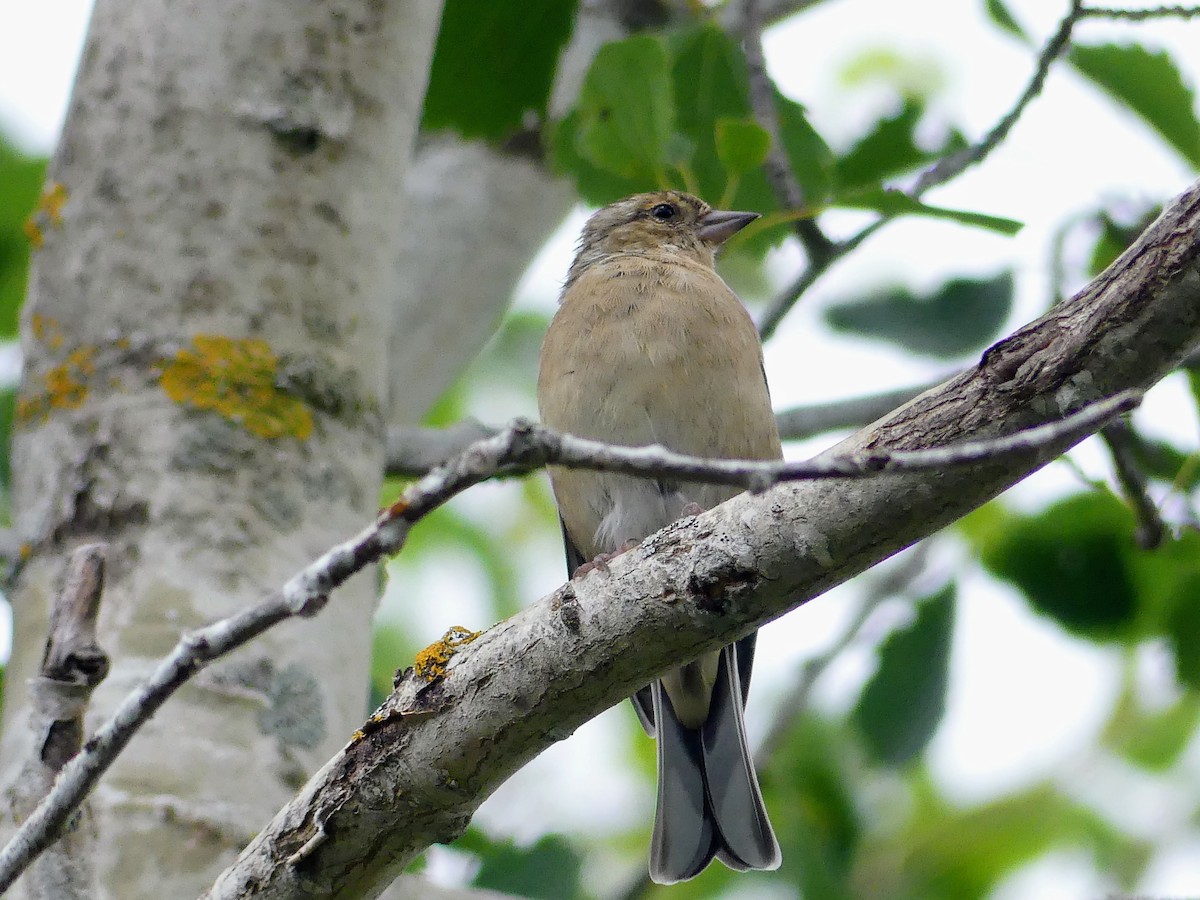 Common Chaffinch - ML642876554