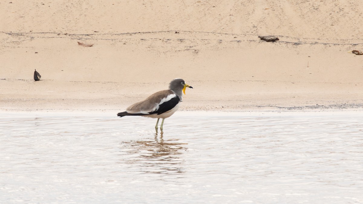 White-crowned Lapwing - ML642876555