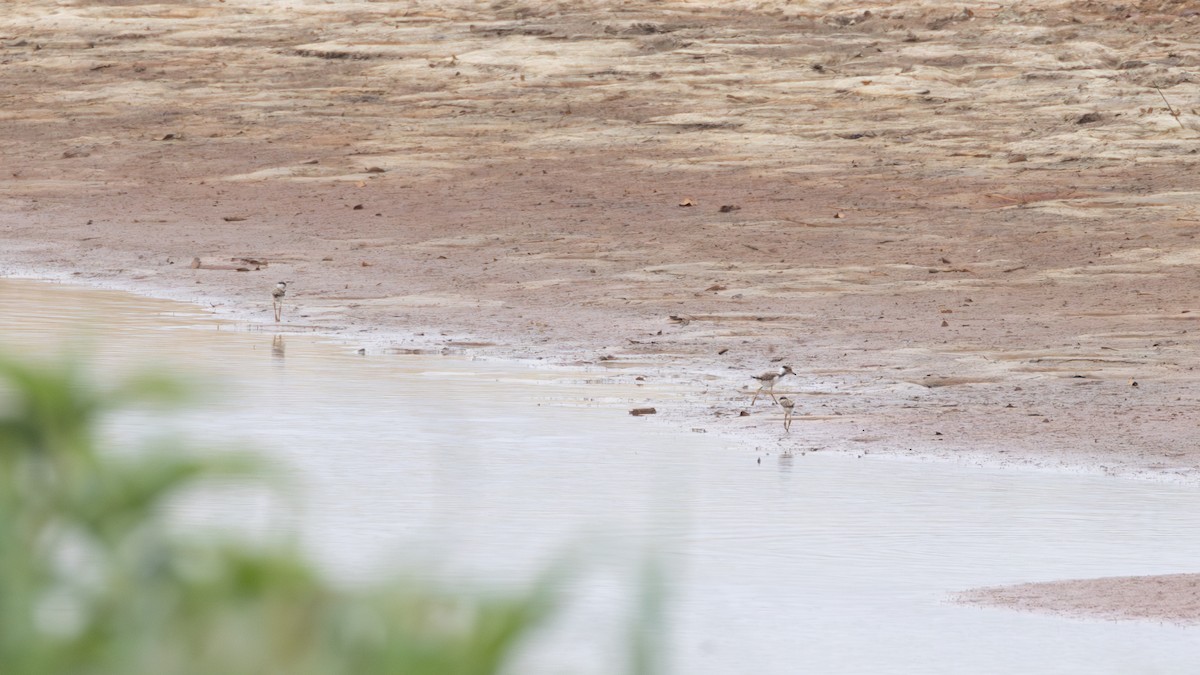 White-crowned Lapwing - ML642876556